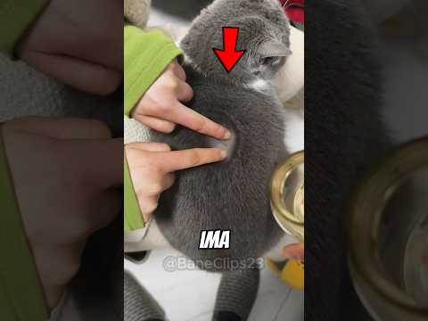 Mačka sa Najčudnijim Krznom ikad! 😳🐱