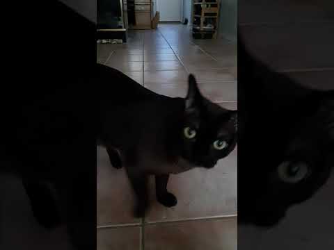 Burmese Cat playing fetch