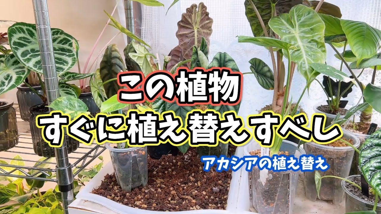 必見！この植物、すぐに植え替えすべし！アロイド（アカシア）の植え替えガイド  #観葉植物 #plants #Alocasia