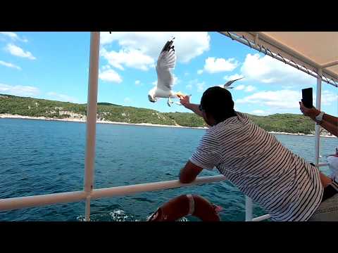 Tanken in der Luft, also Möwen füttern