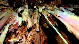 preview picture of video 'Пещеры Чатырдага и их обитатели'