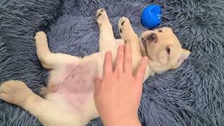 Cute Puppy Enjoys Belly Rubs