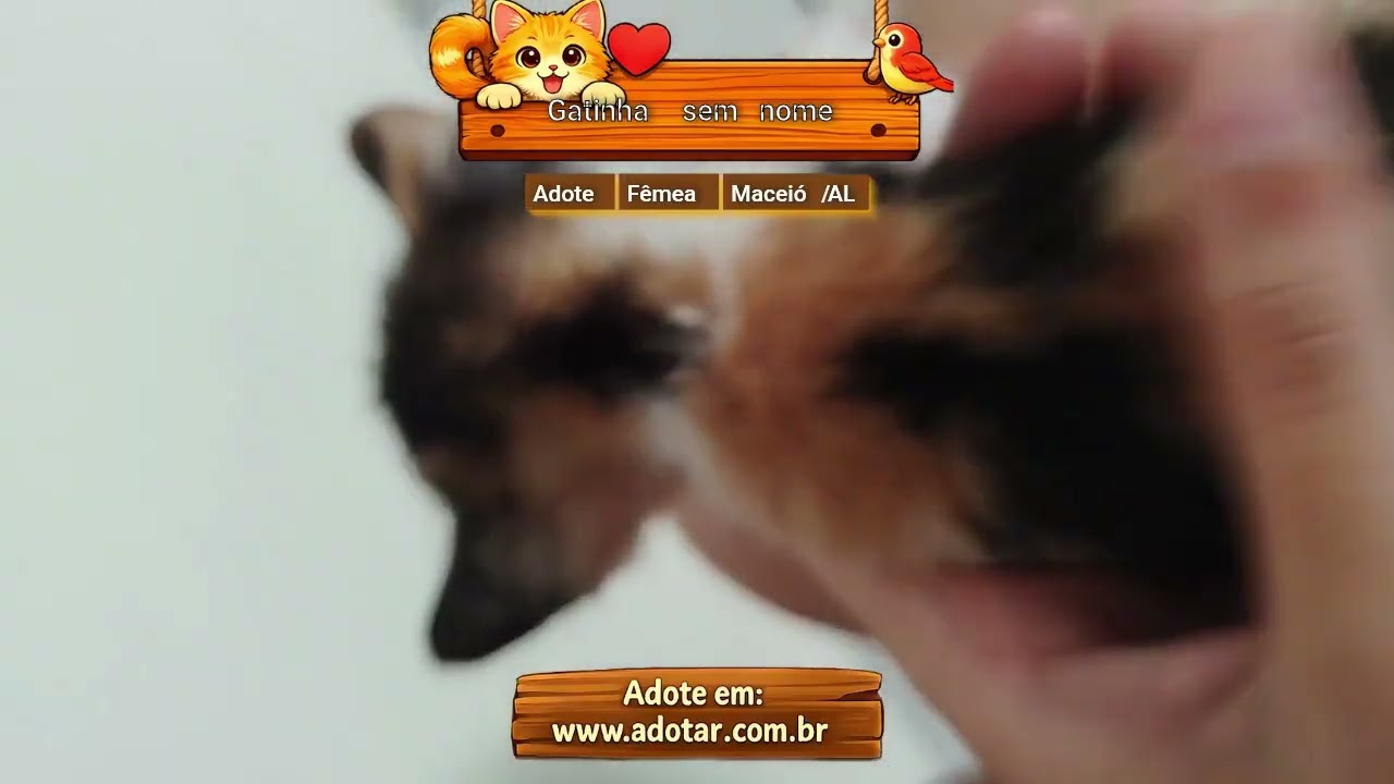 Gato raça SRD-ViraLata idade Abaixo de 2 meses nome Gatinha sem nome 