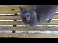 Gray Cat Meow From Hunger
