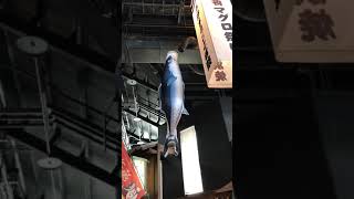 めっちゃ生きのいいカツヲ？いやマグロを見つけたw