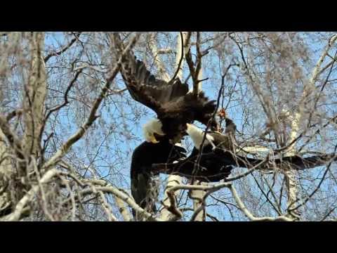 Bald eagles locked in territorial clash in Portland neighborhood