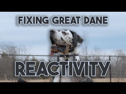 Training a FEARFUL Reactive Great Dane