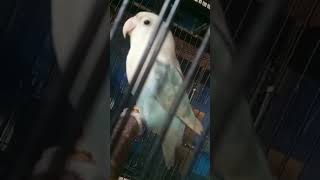 Download lagu 🔴 Pancingan Suara Lovebird Gacor, Ngetik   Ngekek Panjang. #shorts #birds #lovebirds #lovebirdngekek mp3