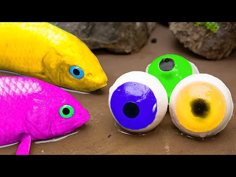 Golden carp hunting eels in water hyacinth bushes - Survival challenge - Stop Motion ASMR