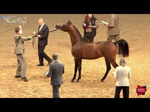 N.271 JR FRANCOIS - LAS VEGAS 2019 - Arabian World Cup Junior Colts (Class 122).mp4