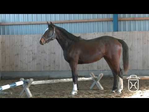 Stute von Uriko - Cassini I - Cor de la Bryere