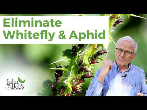 Organic Pest Control | Whitefly and Aphid (No Insecticide!)