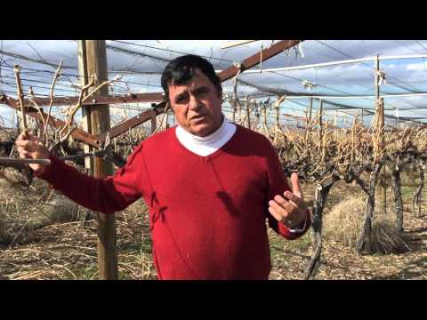 download lagu mp3 mp4 Dr Fallahi, download lagu Dr Fallahi gratis, unduh video klip Dr Fallahi