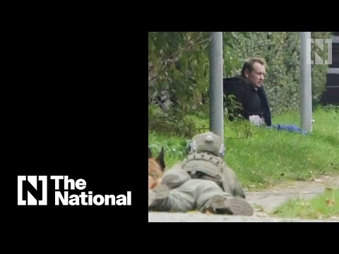 Submarine killer Peter Madsen escapes from prison