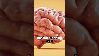 Did You Know: Surprising Facts About the Human Brain #shorts  #didyouknow #dailydose