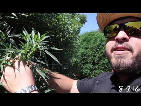 HOW TO GROW MENDO DOPE: AUGUST UPDATE
