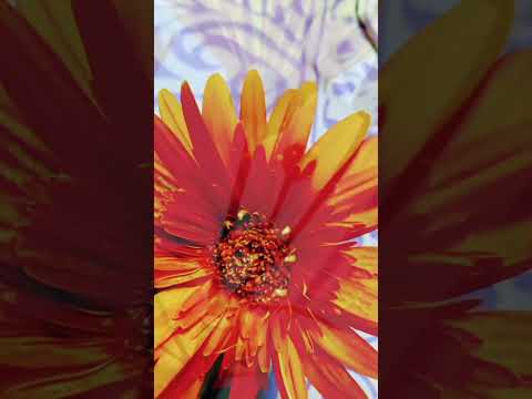 real flowers pictures