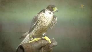 https://www.youtube.com/embed/dS_Uitfy9Rc