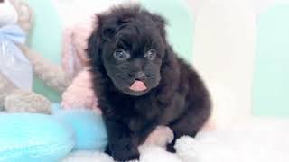 ハーフ犬の動画01