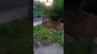 Download lagu angsa berkeliyaran#horror #sirenhead # mp3