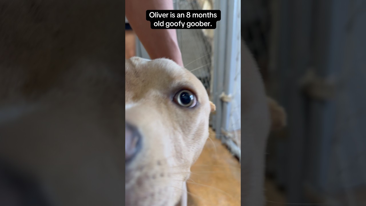 Enlarge Oliver, a ADOPTABLE mixed breed in Blue Springs, MO video 4/4