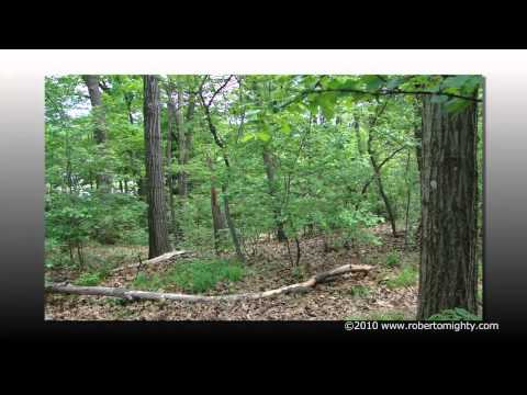 Trees of My City: New Movie Trailer