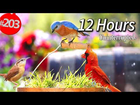 Best of Relaxing TV for Cats 😻12 Hours of Uninterrupted Birds 🐦 Cat TV