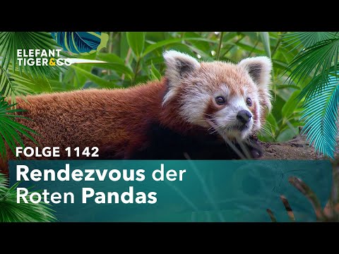 Erstes Treffen der Roten Pandas (Folge 1142) | Elefant, Tiger & Co. | MDR