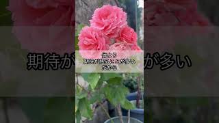 セフレをやめたい人へ | #長崎占い #恋愛相談 #人生相談