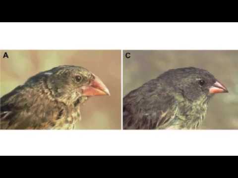 capsule biodiversity changes over time