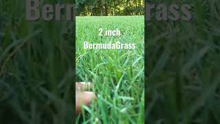 The lower the GREENER // Bermuda Grass