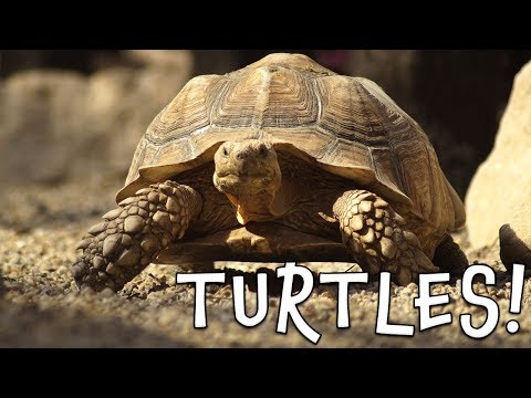 Turtles! Turtle Facts for Kids