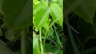 Watching the green vegetable...