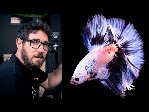 Best Betta Fish Photography Tips and Tricks