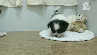 ハーフ犬の動画01