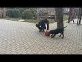 Rottweiler welpen kaufen