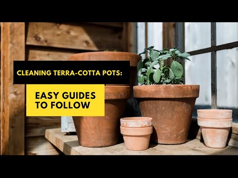 Cleaning Terra-cotta Pots: Easy Guides To Follow #pottedplants #terracottapots