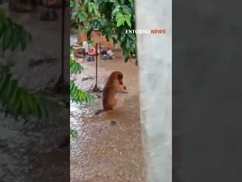 Cachorro é flagrado preso na chuva e em corrente muito curta #animal #causaanimal