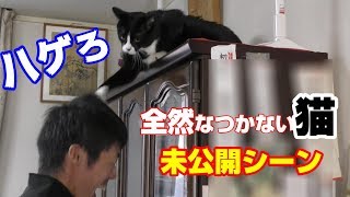 全然なつかない猫 ハウル未公開シーン I tried to be beaten by a Japanese cat