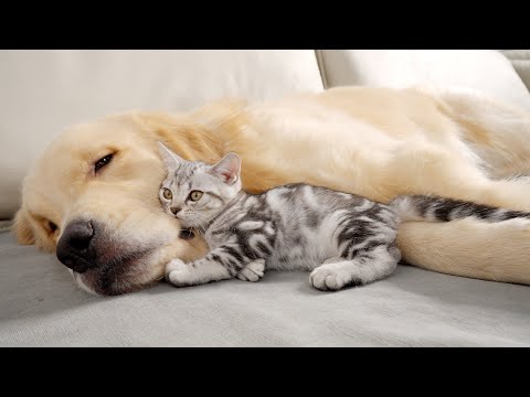 When Your Kitten Can't Deny His Love For Dog