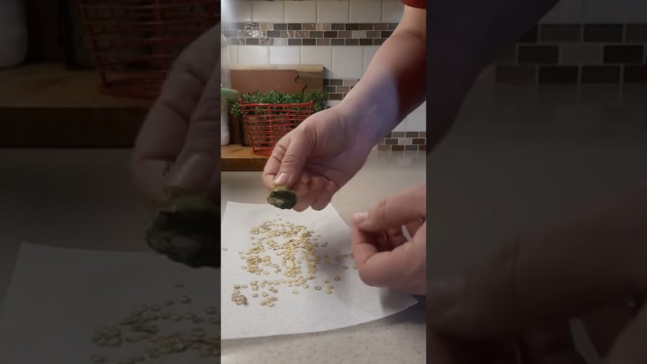 SAVING PEPPER SEEDS | GARDEN SEASON | NO WASTE OF PEPPERS | KIRSTI PICKENS