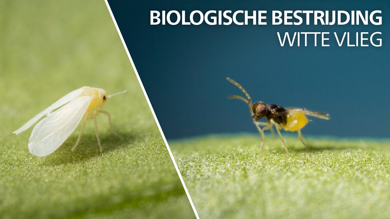 Video preview poster