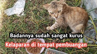 Download lagu Adopsi kucing betina yang badannya kurus sekali mp3