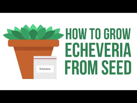 , title : 'How To Grow Echeveria From Seed | Rosette Succulents