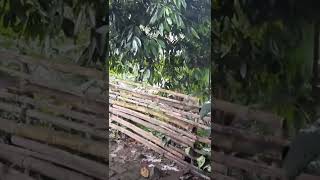 Download lagu PEKARANGAN DEPAN RUMAH MAMA ROMLI GHOZALI ULAMA SEPUH BANTEN mp3 Download lagu PEKARANGAN DEPAN RUMAH MAMA ROMLI GHOZALI ULAMA SEPUH BANTEN mp3