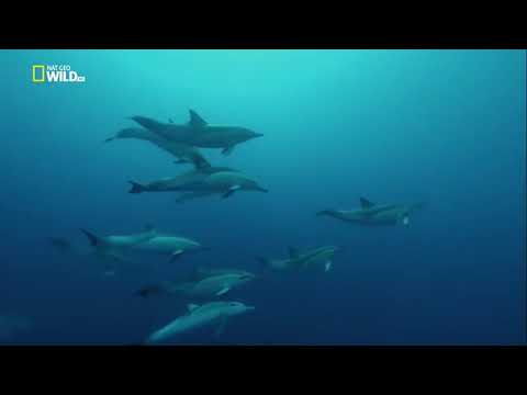 Удивительный, животный мир - Дикая природа - Дельфины. #Документальный фильм.