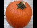 Pumpkin Shoot   -  With Steve Lee