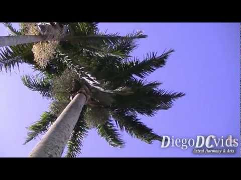 Roystonea oleracea (Arecaceae) ココナツ palmeira imperial Florianópolis