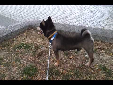 kuma伸展操(原發表者:bellsgirl0313)(影片)