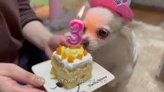 チワワのレオくんとルウくん２２～レオくん３歳の誕生日～